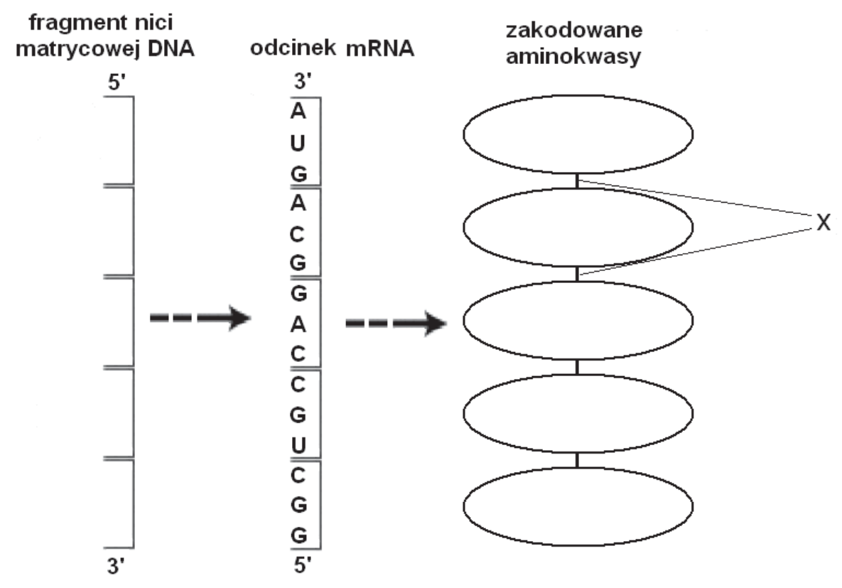 Schemat fragmentu nici matrycowej DNA, odcinka mRNA z pięcioma kodonami oraz pól na zakodowane aminokwasy.