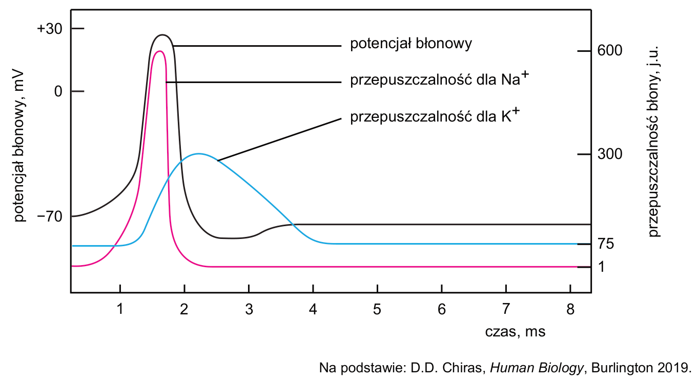 Wykres potencjału błonowego oraz przepuszczalności błony neuronu dla jonów Na⁺ i K⁺ w funkcji czasu, z osiami, jednostkami i etykietami krzywych.