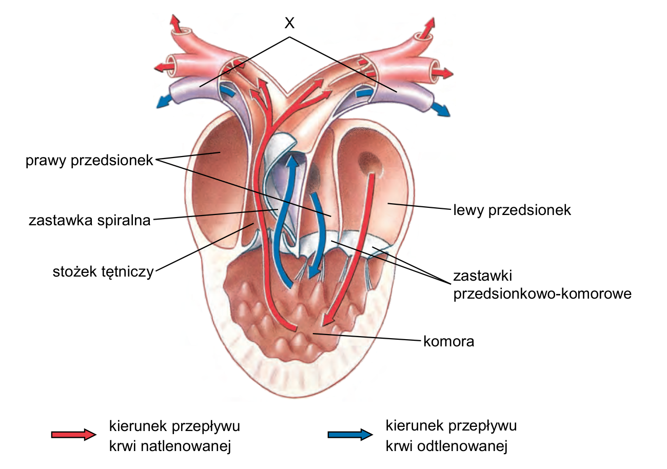 Schemat budowy serca i głównych naczyń krwionośnych. Oznaczenie X; podpisy: prawy przedsionek, lewy przedsionek, zastawka spiralna, stożek tętniczy, zastawki przedsionkowo-komorowe, komora. Legenda: kierunek przepływu krwi natlenowanej i kierunek przepływu krwi odtlenowanej.