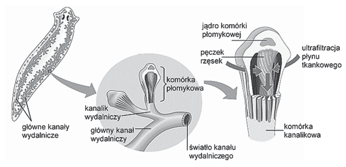 Schemat budowy układu protonefrydialnego wypławka, z powiększeniem komórki płomykowej połączonej z komórką kanalikową i oznaczeniami elementów układu.