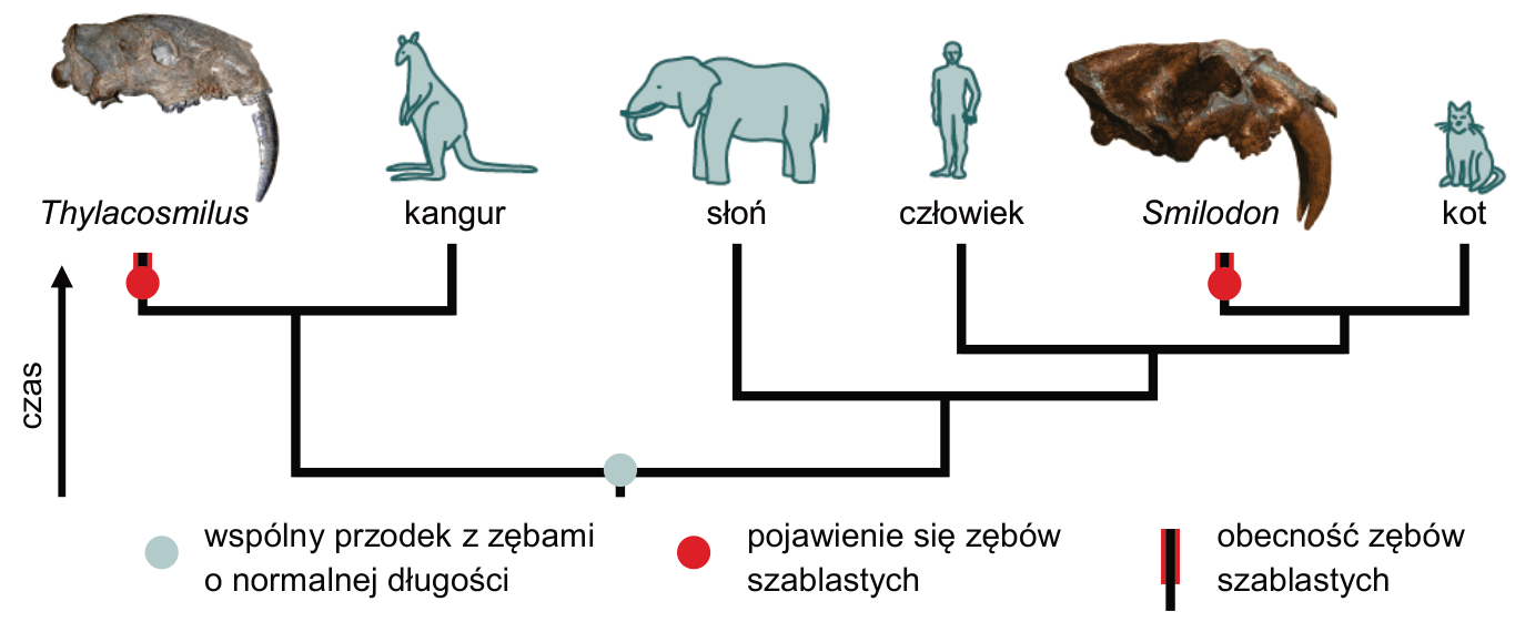 Drzewo filogenetyczne z ilustracjami i podpisami: Thylacosmilus, kangur, słoń, człowiek, Smilodon i kot; oznaczenia pojawienia się i obecności zębów szablastych, wspólnego przodka oraz legenda.