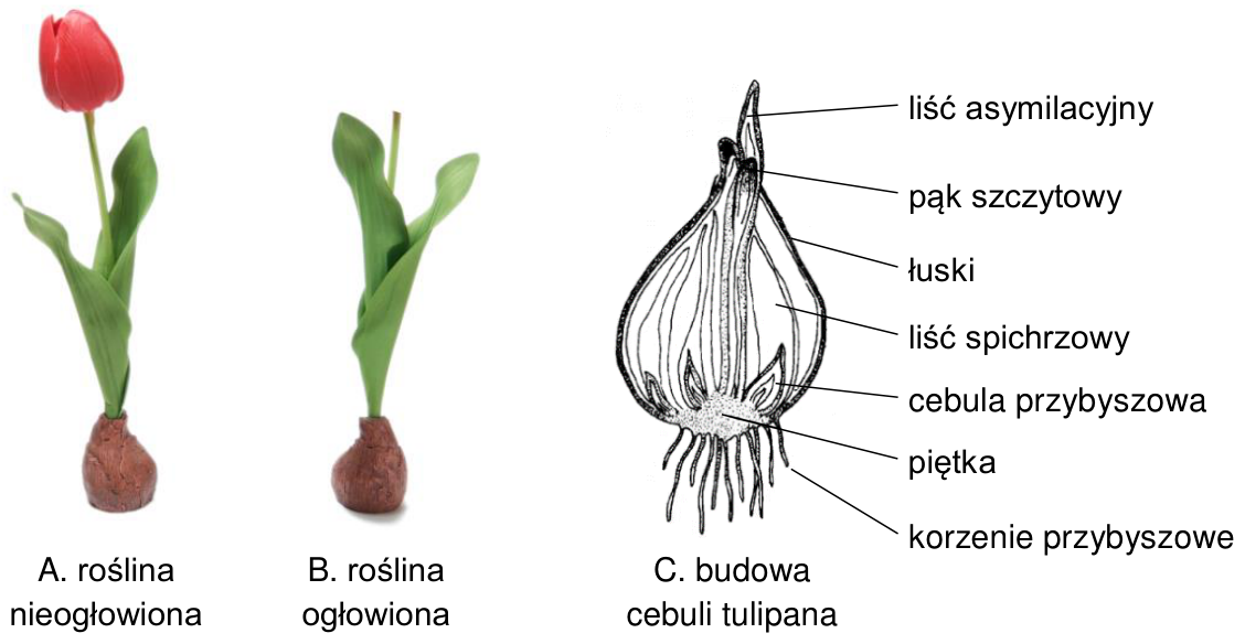 A. roślina nieogłowiona; B. roślina ogłowiona; C. budowa cebuli tulipana z oznaczeniami: liść asymilacyjny, pąk szczytowy, łuski, liść spichrzowy, cebula przybyszowa, piętka, korzenie przybyszowe.