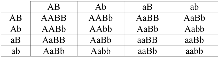 Krzyżówka genetyczna z gametami AB, Ab, aB i ab oraz genotypami potomstwa