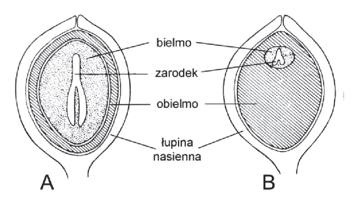 Schematy budowy nasion A i B z oznaczeniami: bielmo, zarodek, obielmo i łupina nasienna.