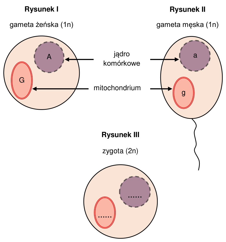 Rysunki I–III: gameta żeńska (1n) z oznaczeniami A w jądrze komórkowym i G w mitochondrium; gameta męska (1n) z oznaczeniami a w jądrze komórkowym i g w mitochondrium; zygota (2n) z pustymi miejscami na oznaczenia alleli w jądrze i mitochondrium. Strzałki wskazują jądro komórkowe i mitochondrium.