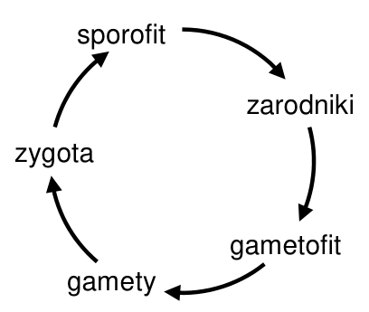 A. rośliny. Schemat cyklu życiowego z oznaczeniami: sporofit, zarodniki, gametofit, gamety, zygota.