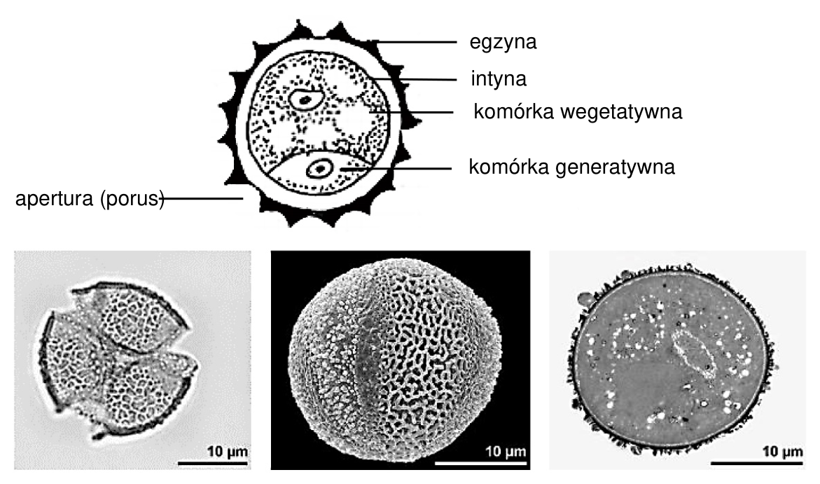 Schemat budowy ziarna pyłku z oznaczeniami egzyny, intyny, komórki wegetatywnej, komórki generatywnej i apertury (porus) oraz trzy zdjęcia ziaren pyłku ze skalą 10 µm.