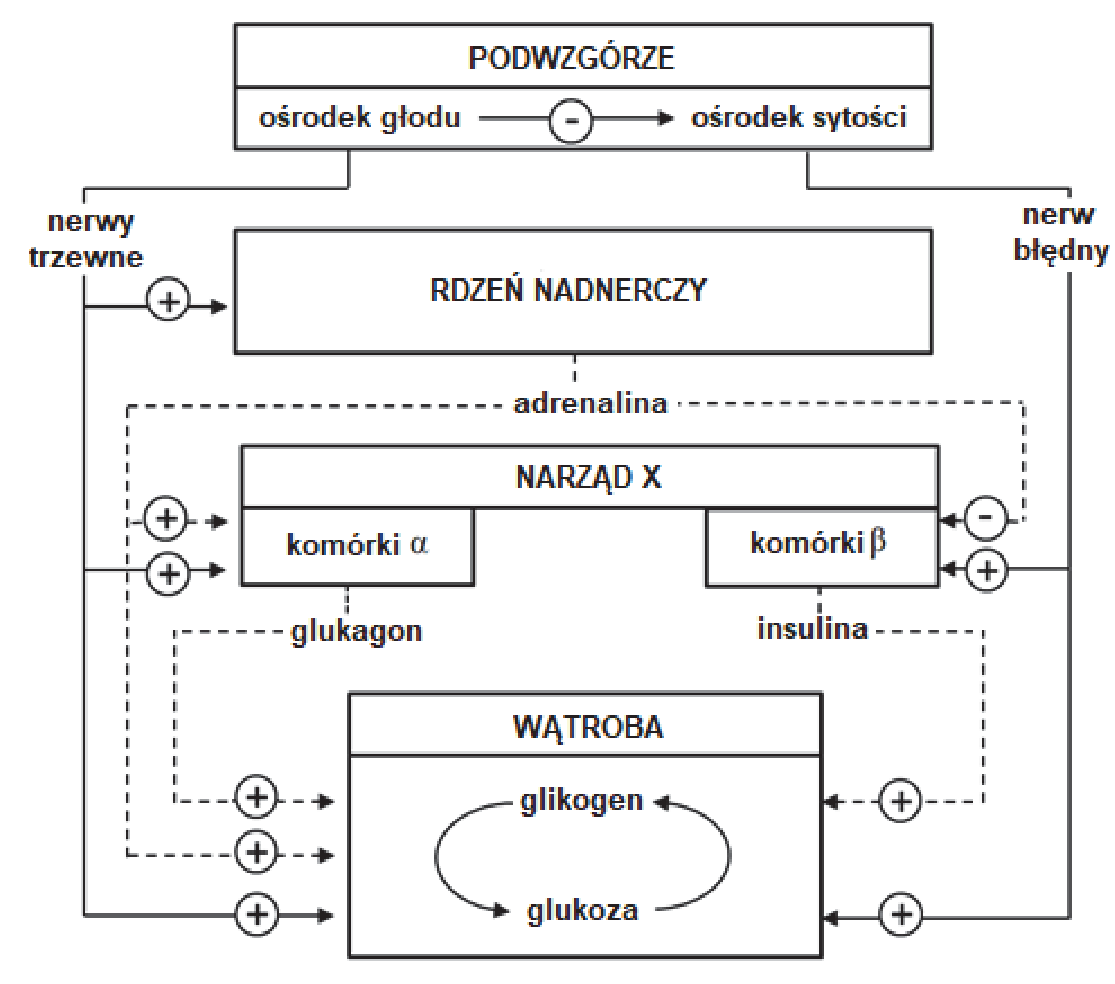 Schemat powiązań między podwzgórzem, rdzeniem nadnerczy, narządem X i wątrobą, z oznaczeniem wpływu nerwów oraz hormonów.
