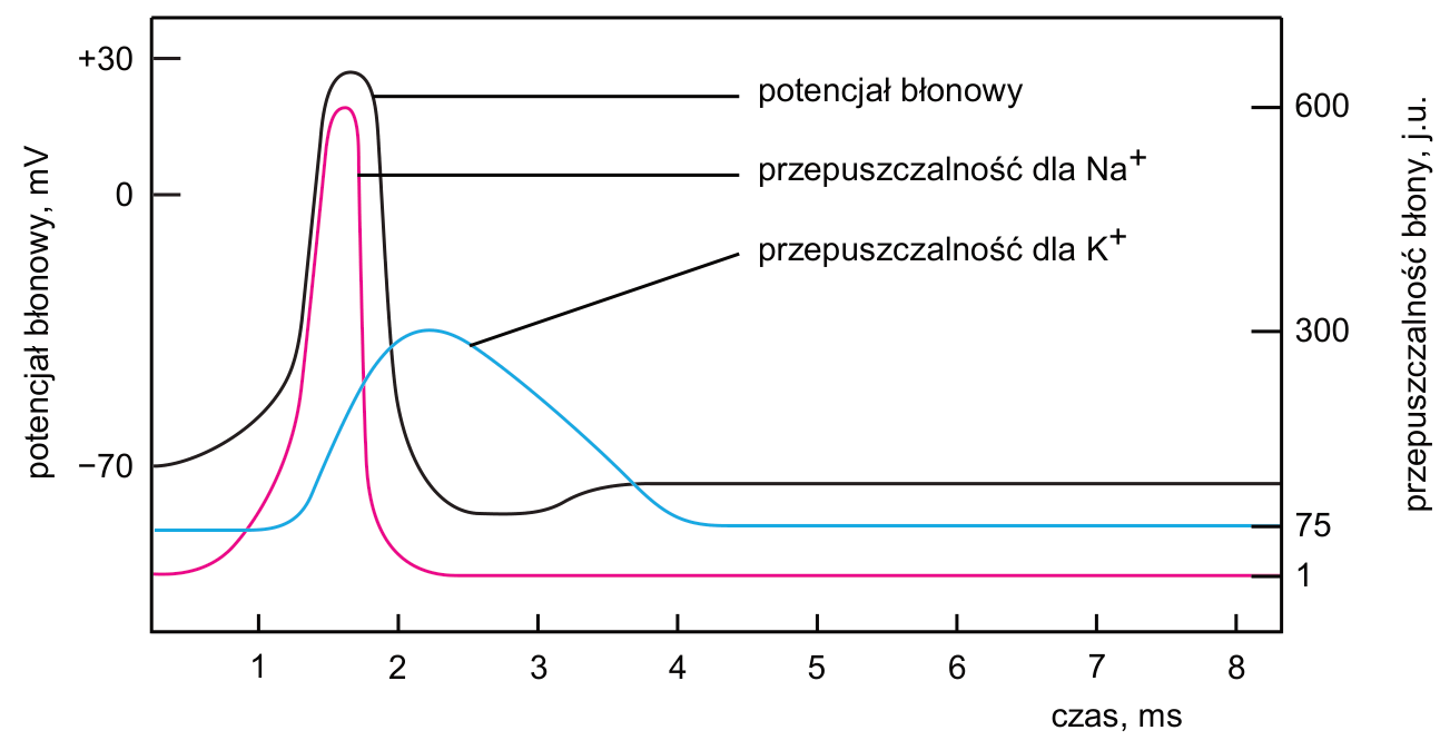 Wykres potencjału błonowego oraz przepuszczalności dla Na⁺ i K⁺ w czasie, z osiami, jednostkami i oznaczeniami krzywych.
