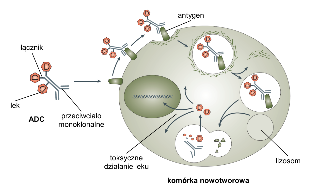 Schemat mechanizmu działania ADC z oznaczeniami: łącznik, lek, przeciwciało monoklonalne, antygen, lizosom, toksyczne działanie leku i komórka nowotworowa.