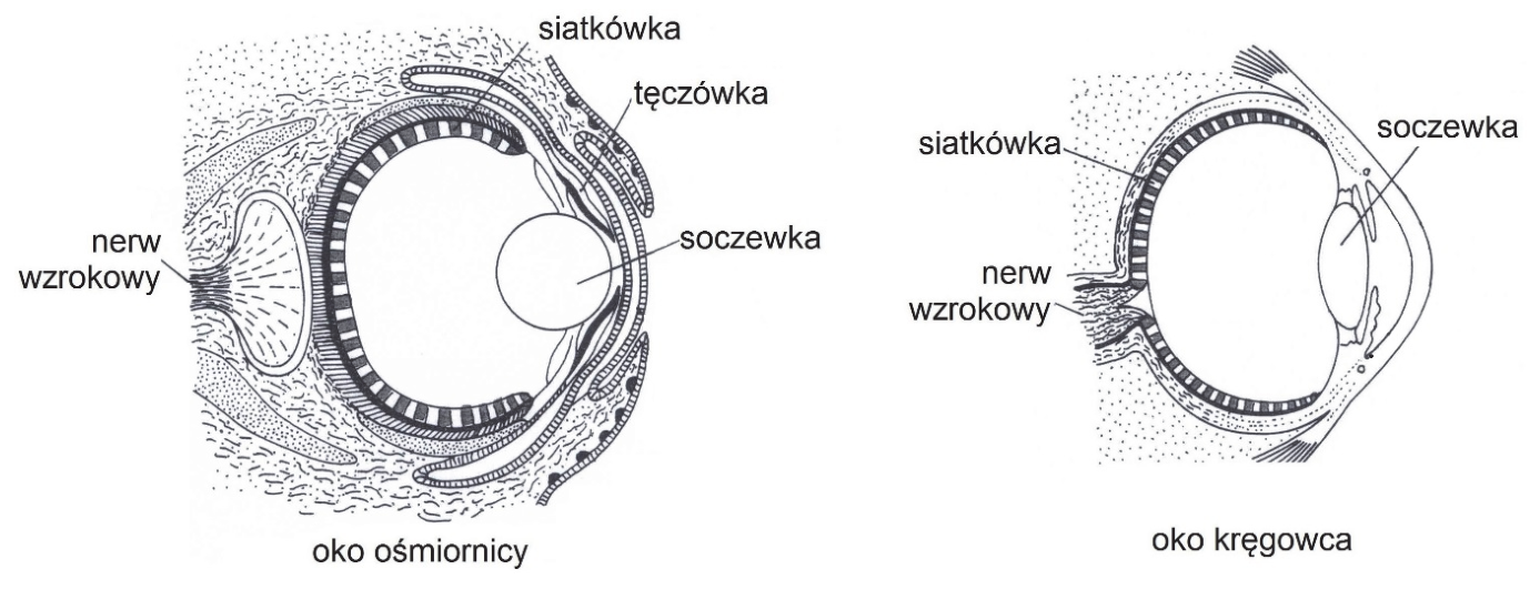 Rysunki oka ośmiornicy i oka kręgowca z podpisami: siatkówka, tęczówka, soczewka i nerw wzrokowy.