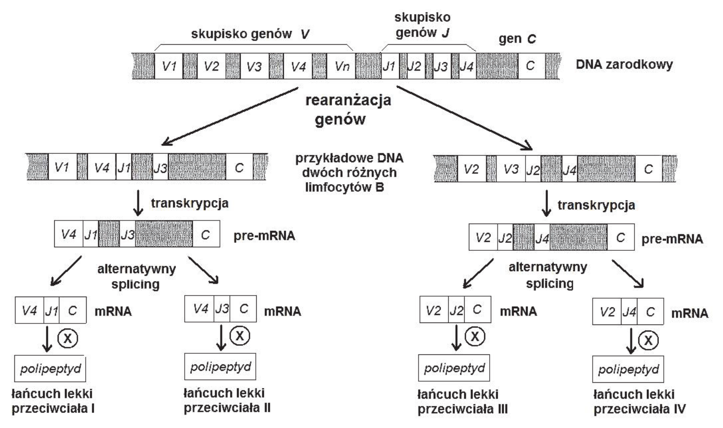 Schemat procesów prowadzących do wytworzenia różnych łańcuchów lekkich przeciwciał, od DNA zarodkowego do polipeptydów.