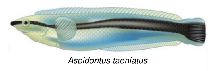 Ilustracja ryby Aspidontus taeniatus wraz z podpisem