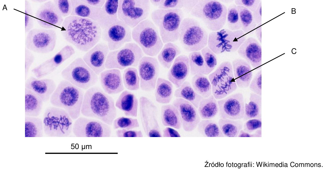 Mikrofotografia komórek wierzchołka wzrostu korzenia cebuli ze wskazaniami A, B i C oraz podziałką 50 µm.