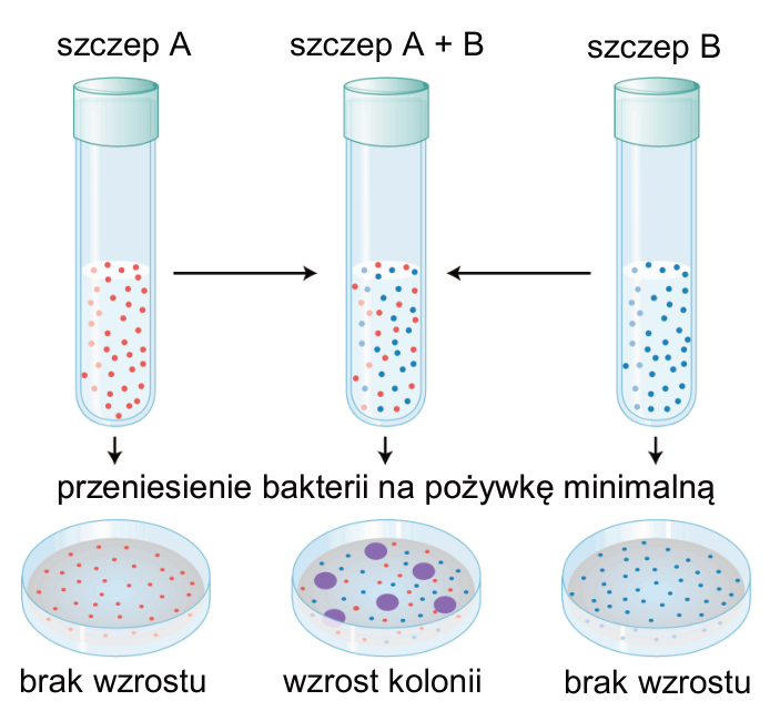 Schemat doświadczenia Lederberga i Tatuma: osobne hodowle szczepów A i B oraz hodowla mieszana A + B; po przeniesieniu na pożywkę minimalną wzrost kolonii występuje tylko w hodowli mieszanej.