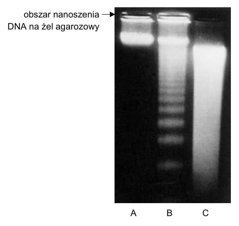 Fotografia wyniku elektroforezy DNA w żelu agarozowym z oznaczonymi ścieżkami A, B i C oraz strzałką wskazującą obszar nanoszenia DNA na żel agarozowy.