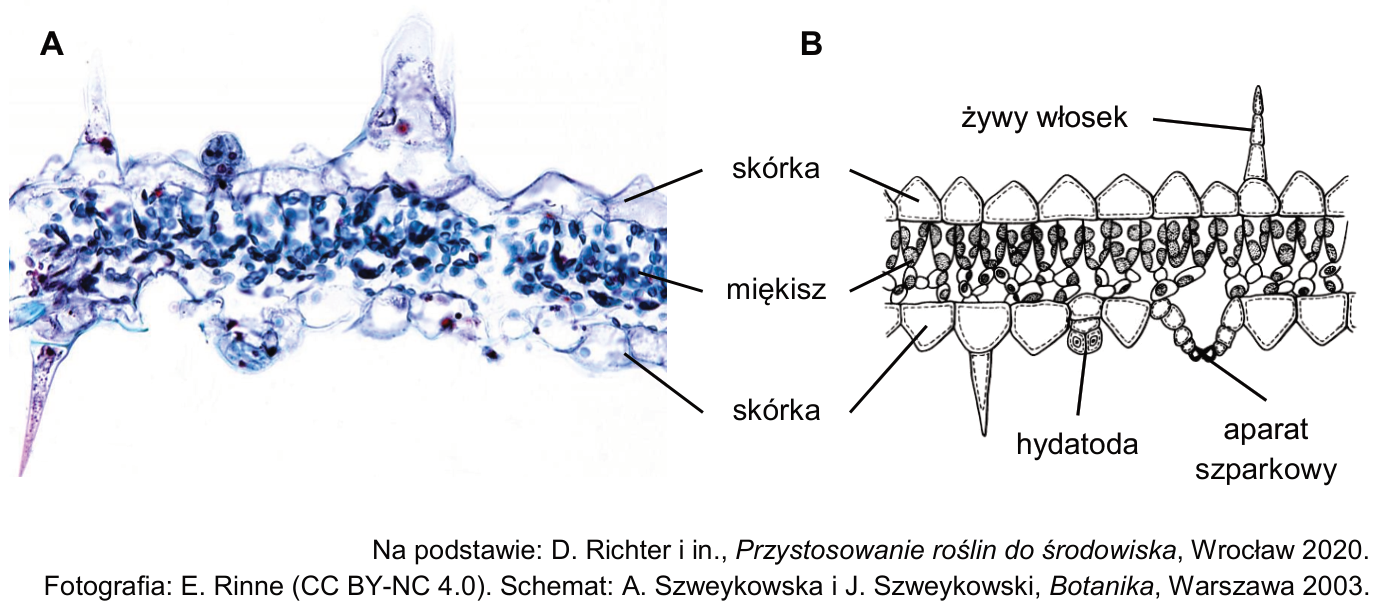 A – zdjęcie mikroskopowe blaszki liściowej; B – schemat blaszki liściowej. Oznaczenia: skórka, miękisz, żywy włosek, hydatoda, aparat szparkowy.
