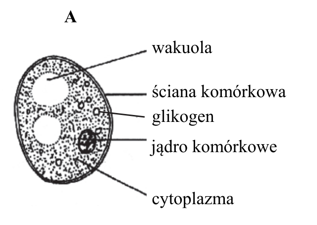 Rysunek A. Budowa komórki drożdży z oznaczeniami: wakuola, ściana komórkowa, glikogen, jądro komórkowe, cytoplazma.