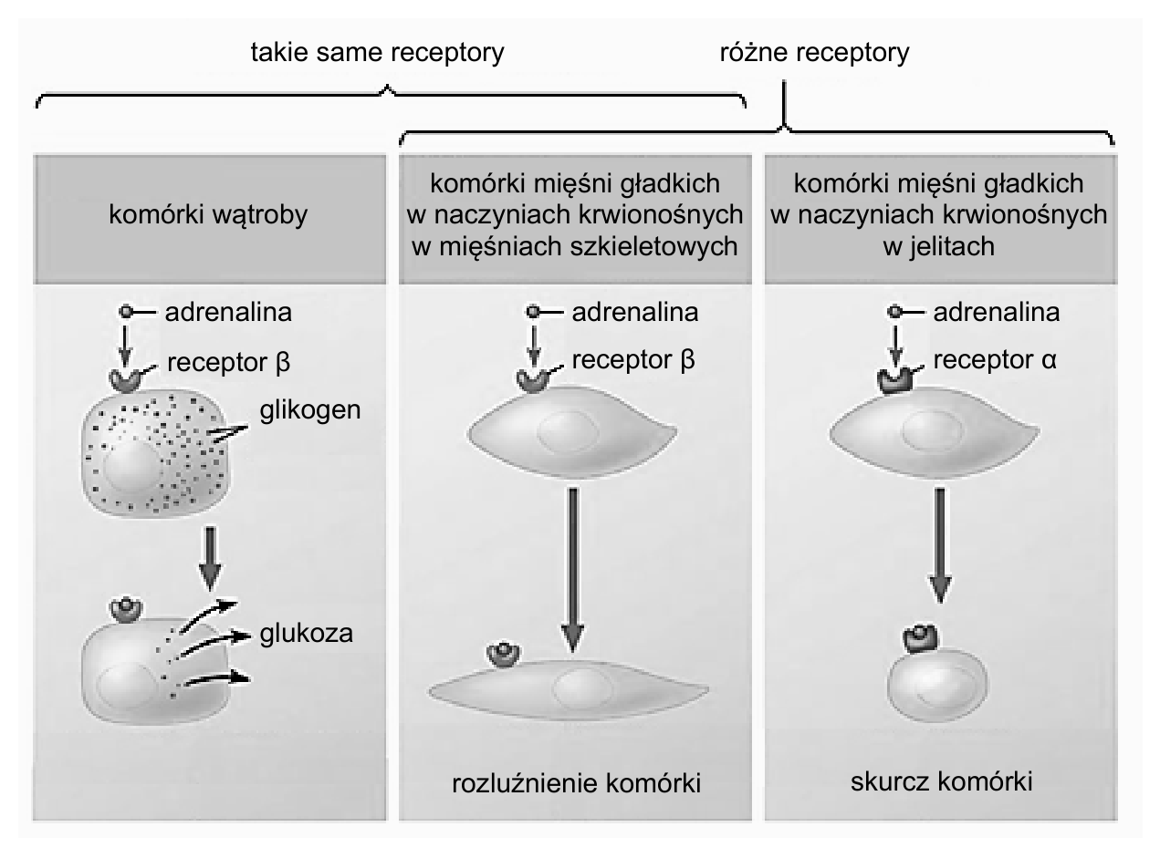 Schemat występowania receptorów adrenergicznych typu α i β w komórkach wątroby oraz komórkach mięśni gładkich naczyń krwionośnych i ich reakcji na adrenalinę.