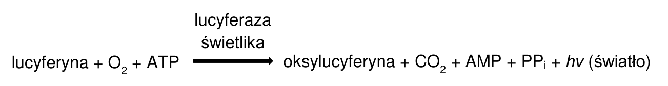Schemat reakcji utleniania lucyferyny z udziałem tlenu, ATP i lucyferazy świetlika