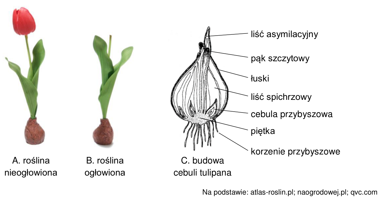 A. roślina nieogłowiona; B. roślina ogłowiona; C. budowa cebuli tulipana z oznaczonymi strukturami