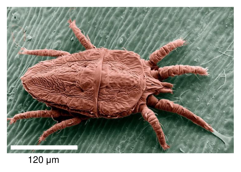 Zdjęcie SEM roztocza Brevipalpus phoenicis ze skalą 120 µm.