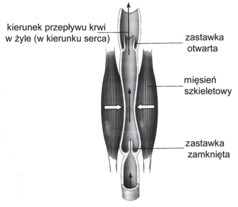 Schemat przepływu krwi w żyle kończyny dolnej z oznaczeniem kierunku przepływu krwi, mięśnia szkieletowego oraz zastawki otwartej i zamkniętej.