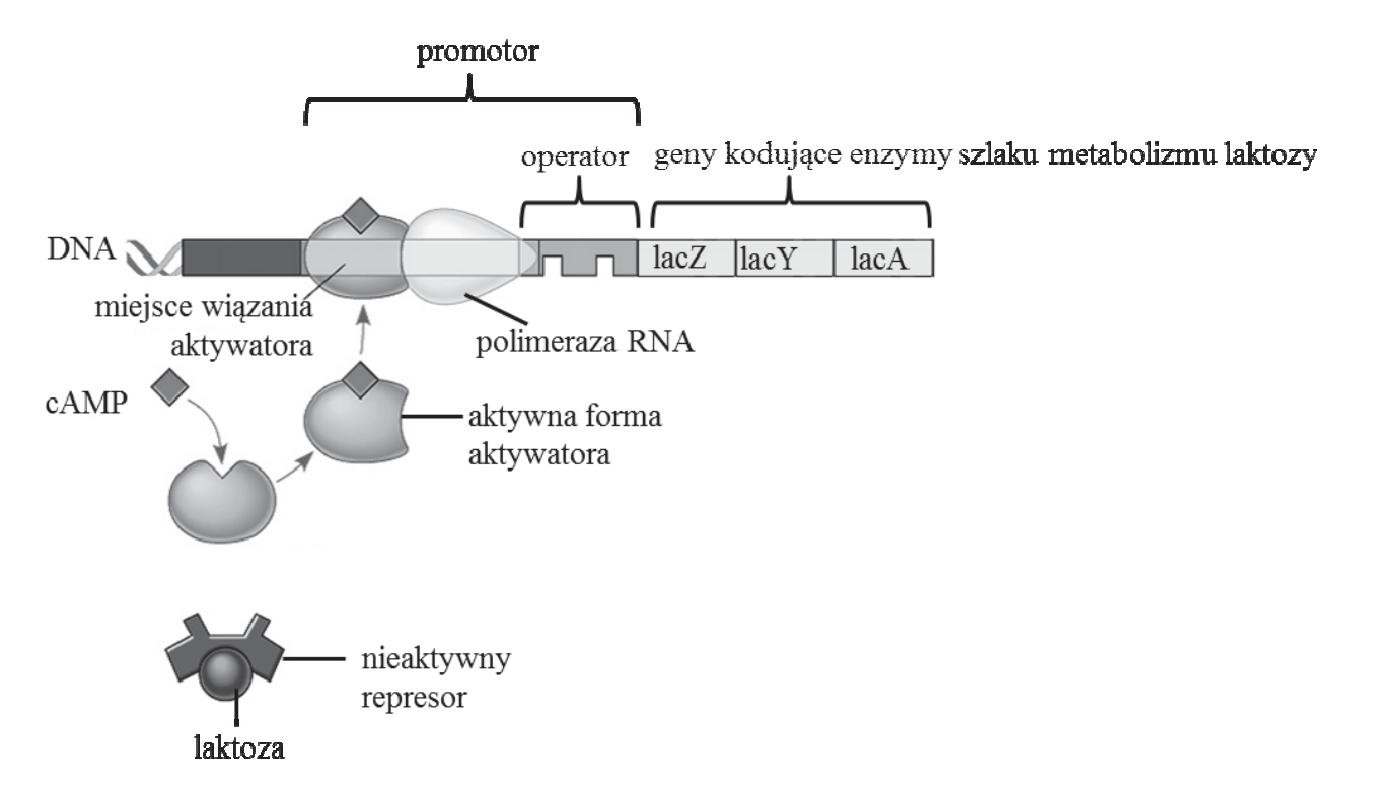 Schemat regulacji operonu laktozowego z oznaczeniami: DNA, promotor, operator, miejsce wiązania aktywatora, polimeraza RNA, geny lacZ, lacY i lacA, cAMP, aktywna forma aktywatora, nieaktywny represor i laktoza.