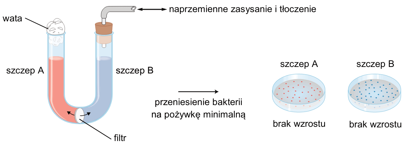 Schemat doświadczenia Davisa z hodowlą szczepów A i B w U-rurce rozdzielonej filtrem oraz wynikami po przeniesieniu bakterii na pożywkę minimalną.