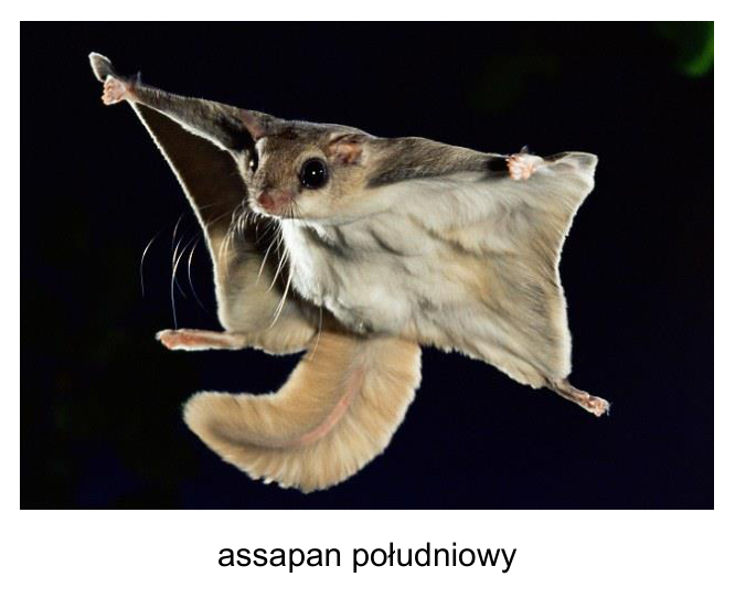 Fotografia assapana południowego z podpisem „assapan południowy”
