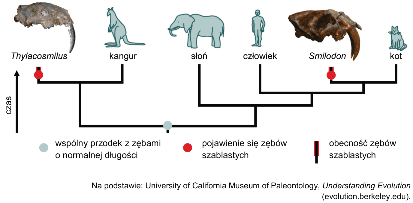 Drzewo filogenetyczne z czaszkami Thylacosmilus i Smilodon, sylwetkami kangura, słonia, człowieka i kota, strzałką czasu oraz legendą oznaczającą wspólnego przodka z zębami o normalnej długości, pojawienie się zębów szablastych i ich obecność.