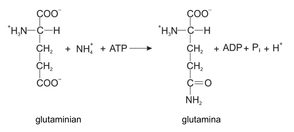 Oryginalny schemat reakcji syntezy glutaminy z glutaminianu, z wzorami strukturalnymi oraz podpisami „glutaminian” i „glutamina”.