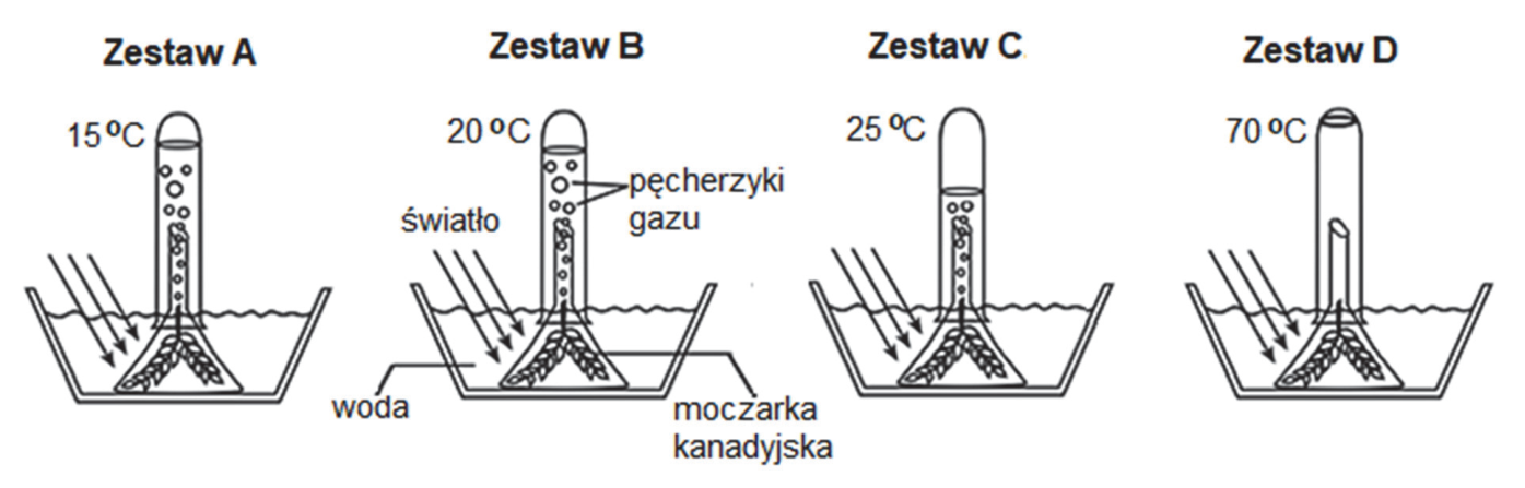 Rysunki zestawów doświadczalnych A–D wraz z oznaczeniami temperatury i wynikami doświadczenia