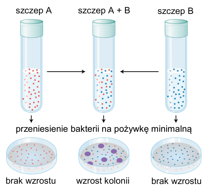 Schemat hodowli szczepów A i B osobno oraz razem, a następnie przeniesienia bakterii na pożywkę minimalną; kolonie rosną tylko po hodowli mieszanej.