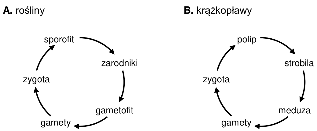 Dwa schematy cyklu życiowego: A. rośliny — zygota, sporofit, zarodniki, gametofit, gamety; B. krążkopławy — zygota, polip, strobila, meduza, gamety. Strzałki wskazują kolejność etapów.
