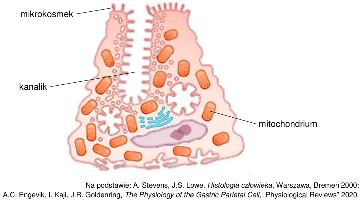 Schemat budowy komórki okładzinowej żołądka człowieka z oznaczeniami: mikrokosmek, kanalik, mitochondrium