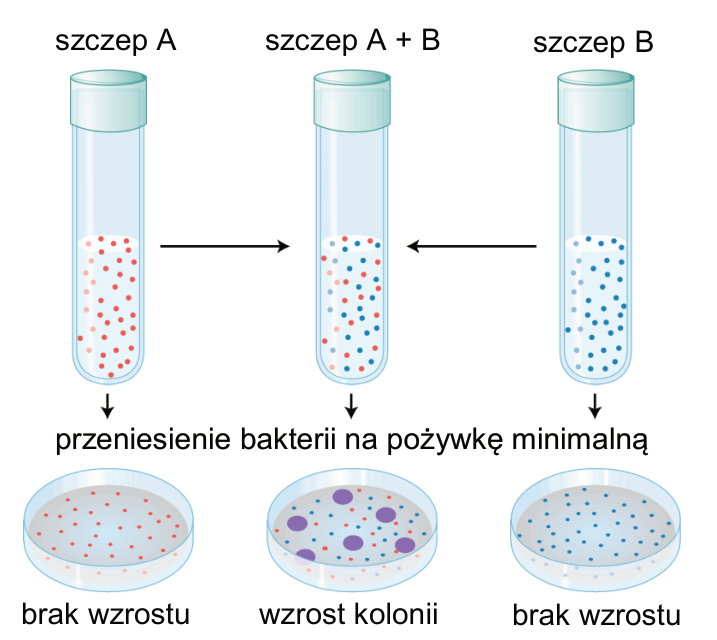 Schemat hodowli szczepów A i B osobno oraz razem, a następnie przeniesienia bakterii na pożywkę minimalną; oznaczono wyniki wzrostu kolonii.