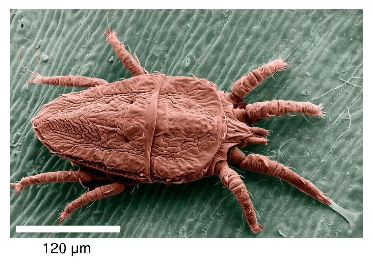 Zdjęcie SEM roztocza Brevipalpus phoenicis z podziałką 120 µm.