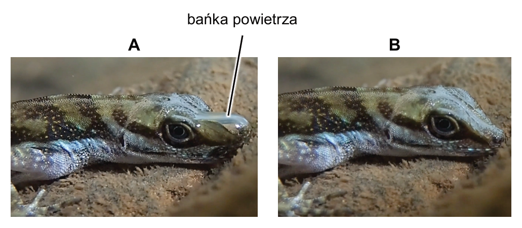 Zdjęcia A i B głowy jaszczurki Anolis aquaticus oraz oznaczenie bańki powietrza.