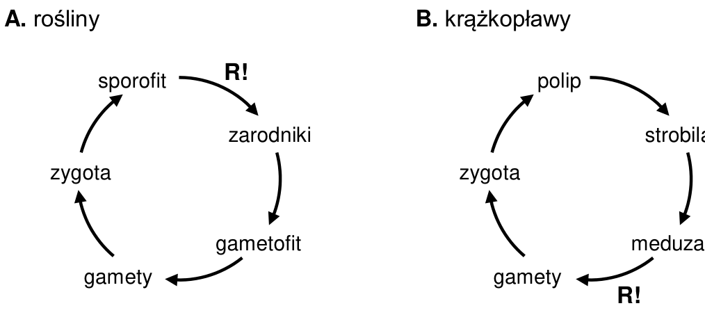 Schemat A. rośliny i schemat B. krążkopławy z oznaczonymi miejscami mejozy R!