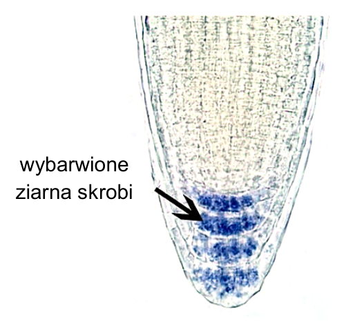 Mikrofotografia wierzchołkowej części młodego korzenia; strzałka wskazuje wybarwione ziarna skrobi.
