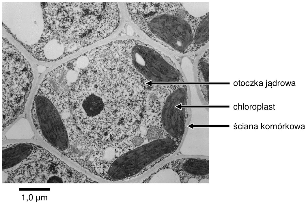 Zdjęcie TEM przekroju tkanki roślinnej z oznaczeniami: otoczka jądrowa, chloroplast, ściana komórkowa; skala 1,0 µm.