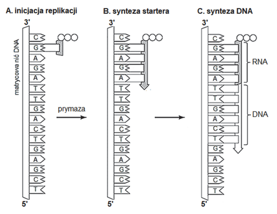 Schemat A–C dobudowywania nici podczas replikacji DNA, z oznaczeniami RNA i DNA oraz klamrami na rysunku C.