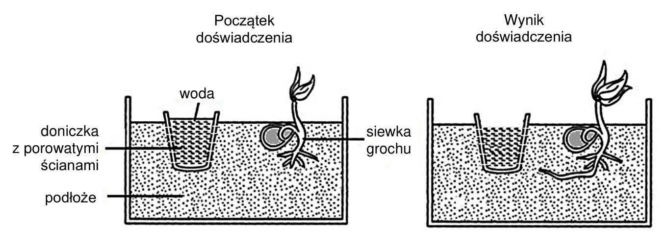 Schemat początku i wyniku doświadczenia z siewką grochu. Oznaczono wodę, doniczkę z porowatymi ścianami, podłoże i siewkę grochu.