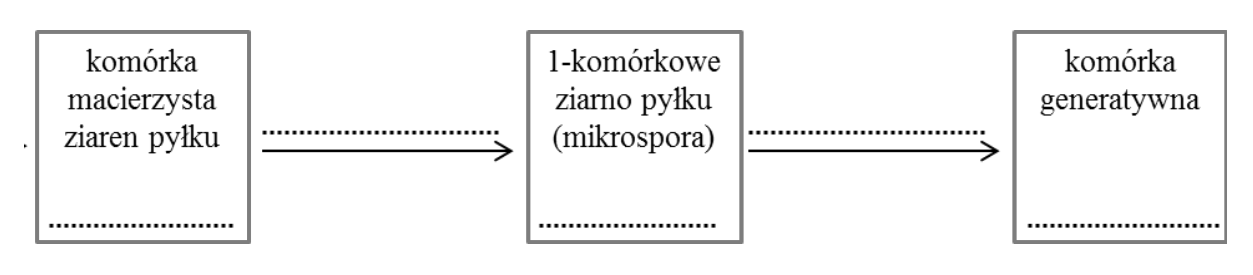 Schemat: komórka macierzysta ziaren pyłku → 1-komórkowe ziarno pyłku (mikrospora) → komórka generatywna. Nad strzałkami i pod nazwami komórek pozostawiono miejsca na odpowiedzi.