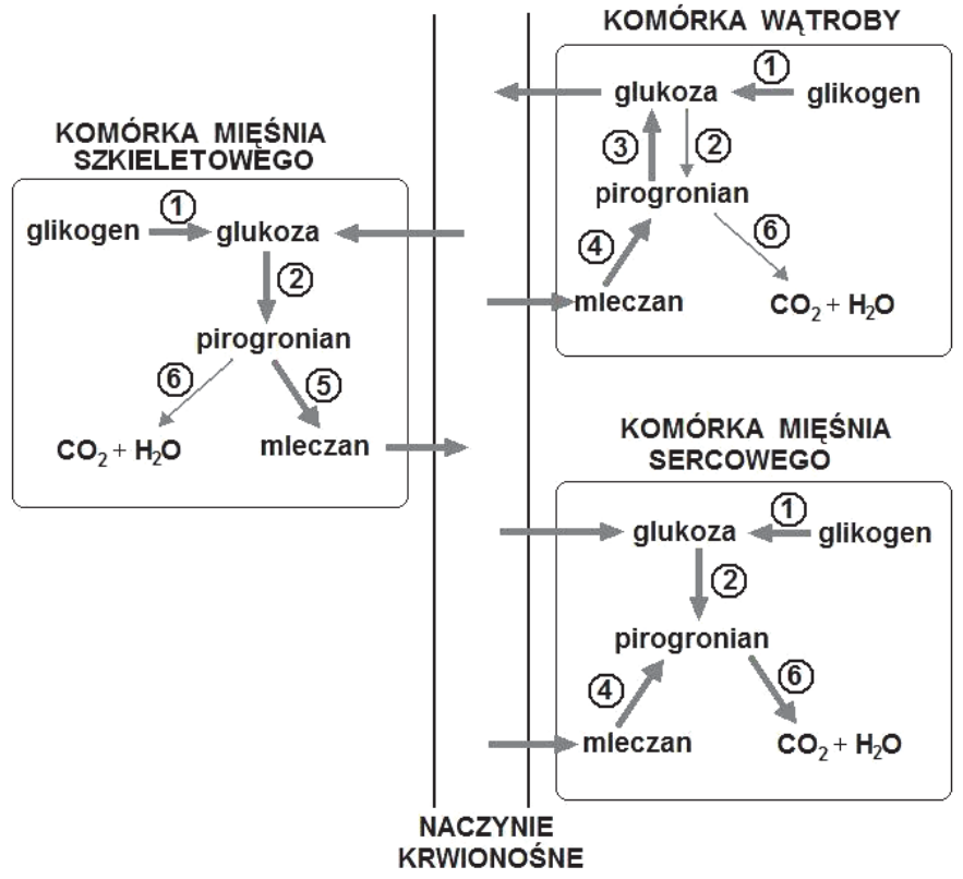 Schemat przemian biochemicznych w komórce mięśnia szkieletowego, komórce wątroby i komórce mięśnia sercowego; przemiany oznaczono cyframi 1–6.