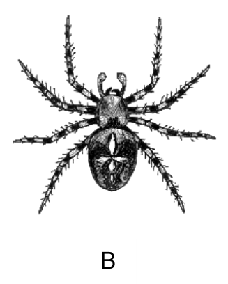 Rysunek stawonoga oznaczony B