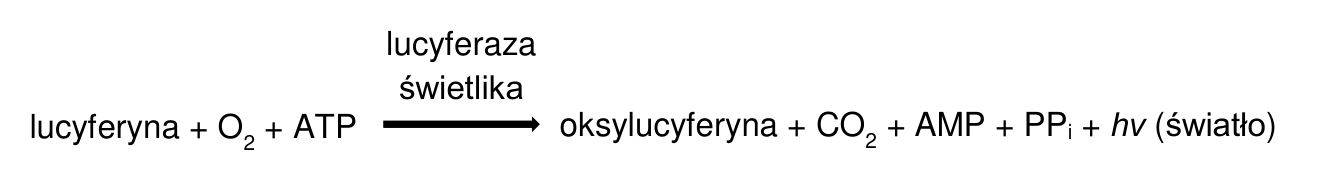 Schemat reakcji bioluminescencji z lucyferyną, tlenem i ATP po lewej stronie strzałki, lucyferazą świetlika nad strzałką oraz produktami i światłem po prawej stronie.