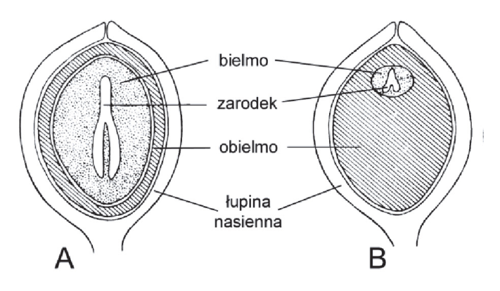 Schemat budowy nasion A i B z oznaczeniami: bielmo, zarodek, obielmo, łupina nasienna.