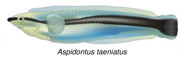 Aspidontus taeniatus